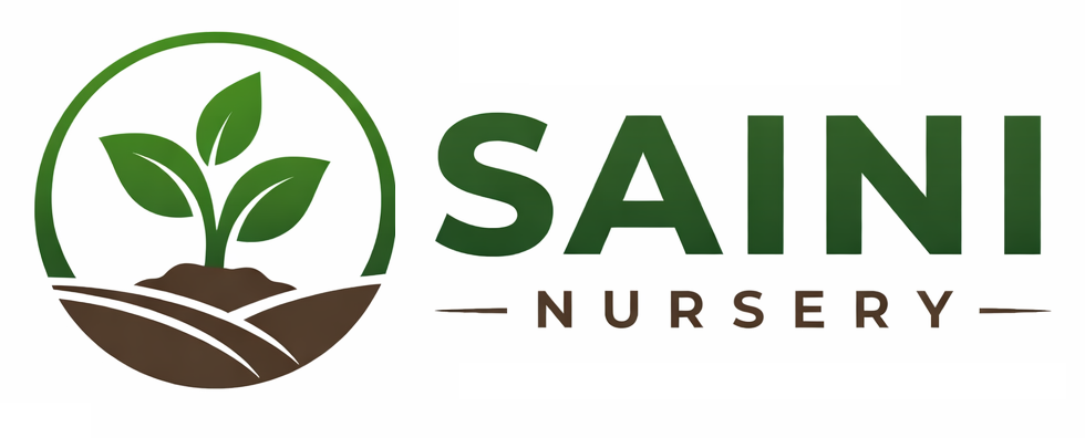 Saini Nursery